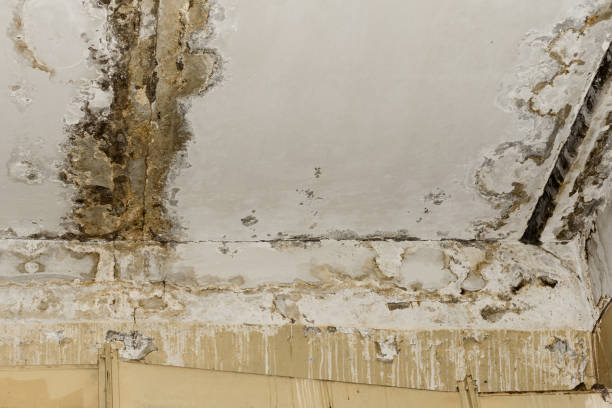 Best Asbestos and Lead Testing During Mold Inspection  in Navasota, TX